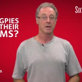 Do Magpies Know Their Victims?