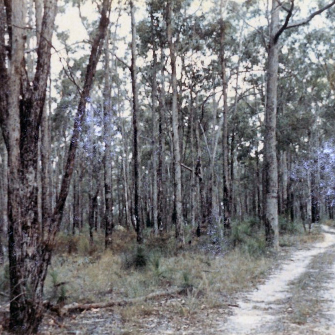 Toohey Forest