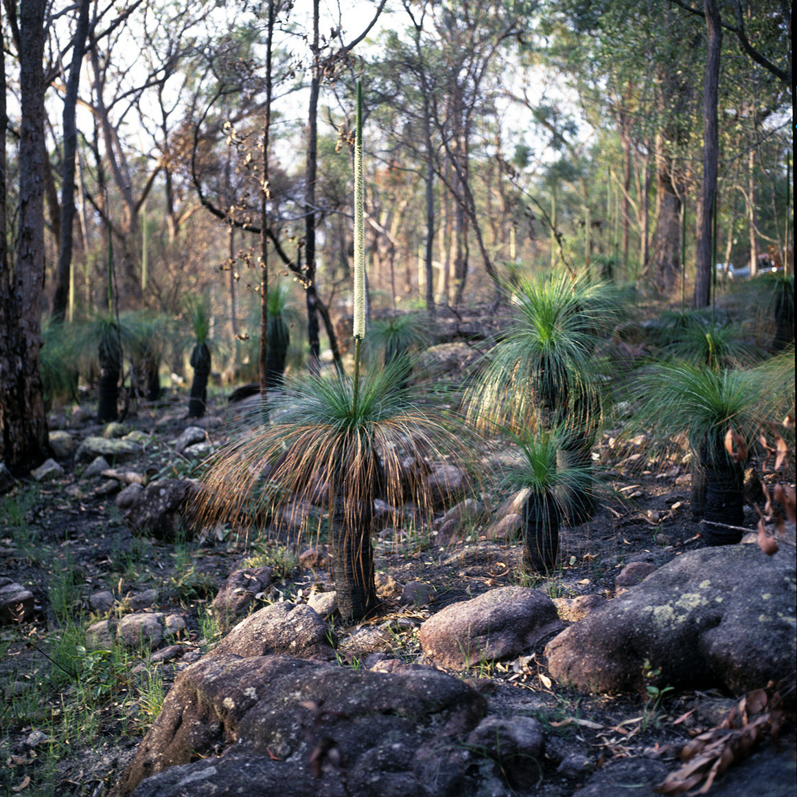 Toohey Forest Flora Collection