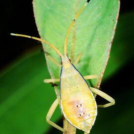 Clown Bug (Amorbus alternatus)