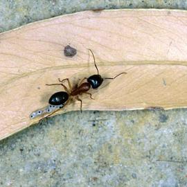 Banded Sugar Ant (Camponotus consobrinus)