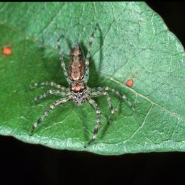 Female Jumping Spider (Family Salticidae)