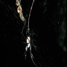 Golden Orb Weaver (Nephila spp.)