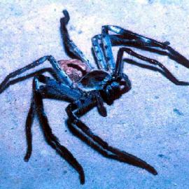 Grey Huntsman (Holconia immanis)