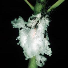 Large Dolly Ants (Dolichoderus sp. sub-family Dolichoderinae) 