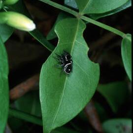 Jumping Spider (Family Salticidae)