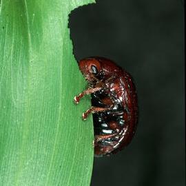 Leaf Beetle (Chrysomelid beetle)