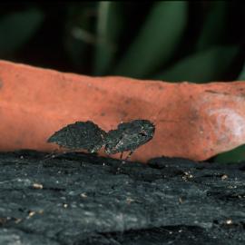 Bark Mantid (Family Amorphoscelidae)
