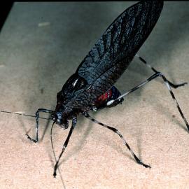 Mountain Cricket (Acripeza reticulata)
