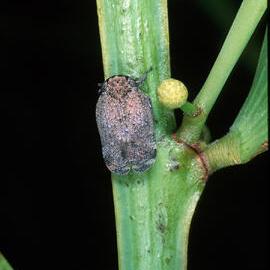 Planthopper Adult (Fulgoroid homopteran)