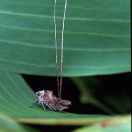 Planthopper Nymph (Fulgoroid homopteran)