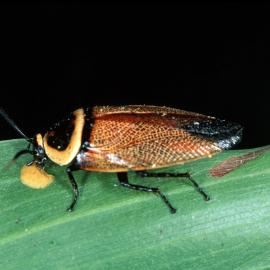 The Beautiful Cockroach (Ellipsidion australe)