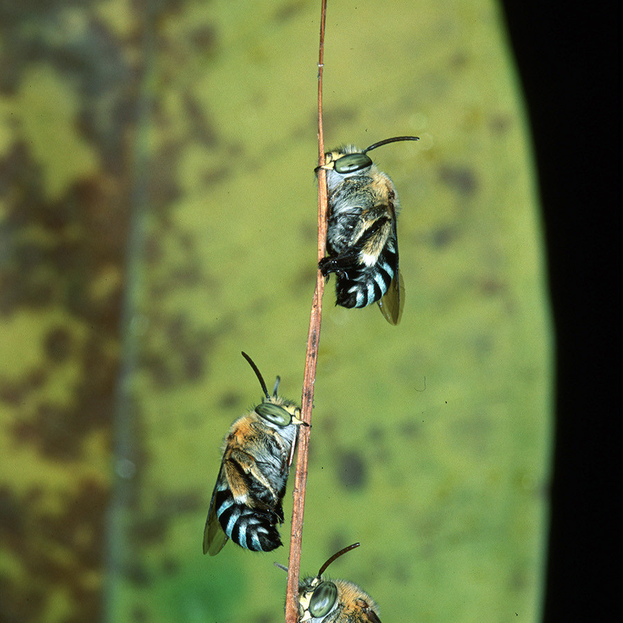 Toohey Forest Invertebrate Collection