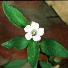 Blue Trumpet (Brunoniella australis)