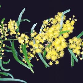 Brisbane Wattle (Acacia fimbriata)