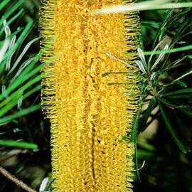 Candlestick Banksia (Banksia spinulosa)