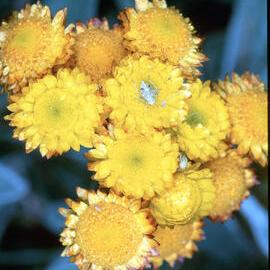 Everlasting Daisy (Chrysocephalum apiculatum)