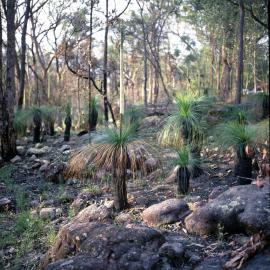 Grass Tree Family (Xanthorrhoea johnsonii) Nathan - Toohey Forest Collection