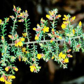 Hairy Bush-pea (Pultenaea villosa)
