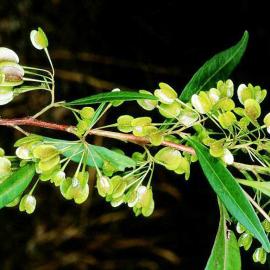 Large-Leaf Hop Bush (Dodonaea triquetra)