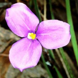Patersonia Lily (Patersonia sericea)