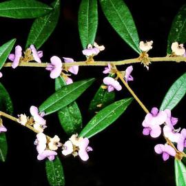 Pointed-Leaved Hovea (Hovea acutifolia)