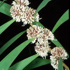 Queensland Hakea (Hakea plurinervia)