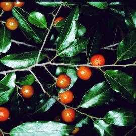 Quinine Tree (Petalostigma pubescens)
