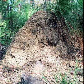 Termite Mound Engulfing Grass Tree (Xanthorroea johnsonii)