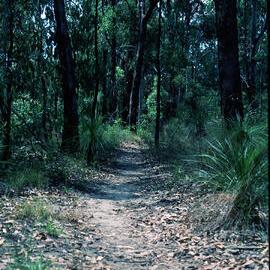 West Path Toohey Forest