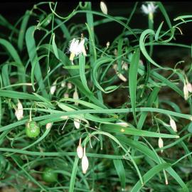 Wombat Berry (Eustrephus latifolius)