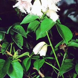 Wonga Vine (Pandorea pandorana)