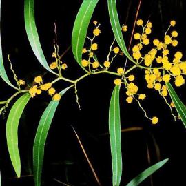 Zig-zag Wattle (Acacia macradenia)