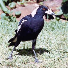 Australian Magpie (Gymnorhina tibicen)