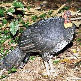 Australian Brush Turkey (Alectura lathami)