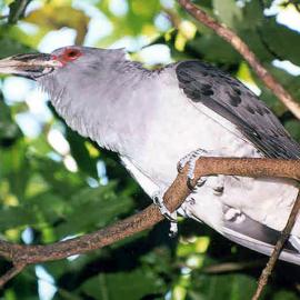 Channel-billed Cuckoo (Scythrops novaehollandiae)