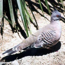 Crested Pigeon (Ocyphaps lophotes)