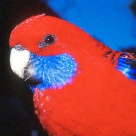 Crimson Rosella (Platycercus elegans)