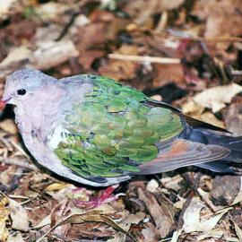 Emerald Dove (Chalcophaps indica)