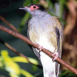 Green Figbird (Sphecotheres viridis)