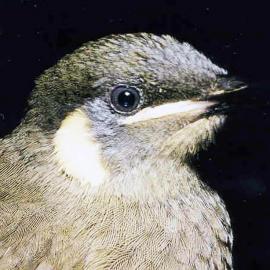 Lewin's Honeyeater (Meliphaga lewinii) Portrait
