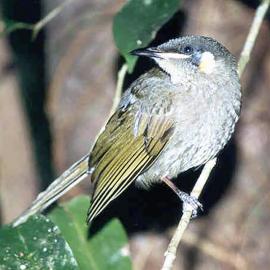 Lewin's Honeyeater (Meliphaga lewinii)