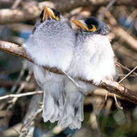 Noisy Miner (Manorina melanocephala) Fledglings
