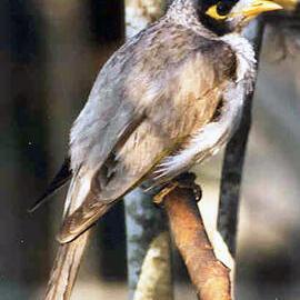 Noisy Miner (Manorina melanocephala)