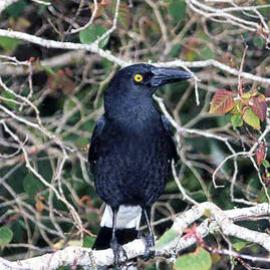 Pied Currawong (Strepera graculina)