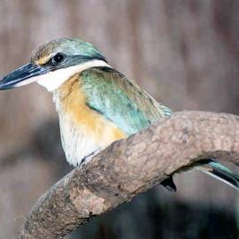 Sacred Kingfisher (Todiramphus sanctus)