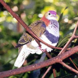 Superb Fruit-Dove (Ptilinopus superbus)