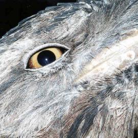 Tawny Frogmouth (Podargus strigoides) Portrait