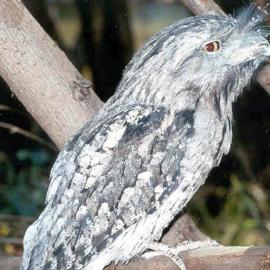 Tawny Frogmouth (Podargus strigoides)
