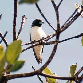 White-breasted Woodswallow (Artamus leucorynchus)